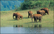 Periyar national park tour packages
